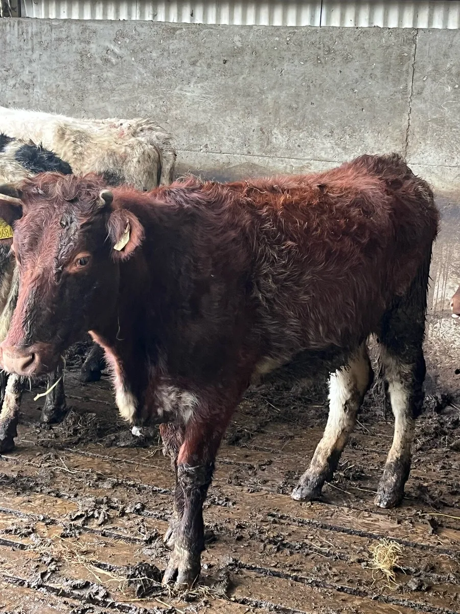 🔥🔥LOVELY ROAN SPRINGER🔥🔥 - Image 4