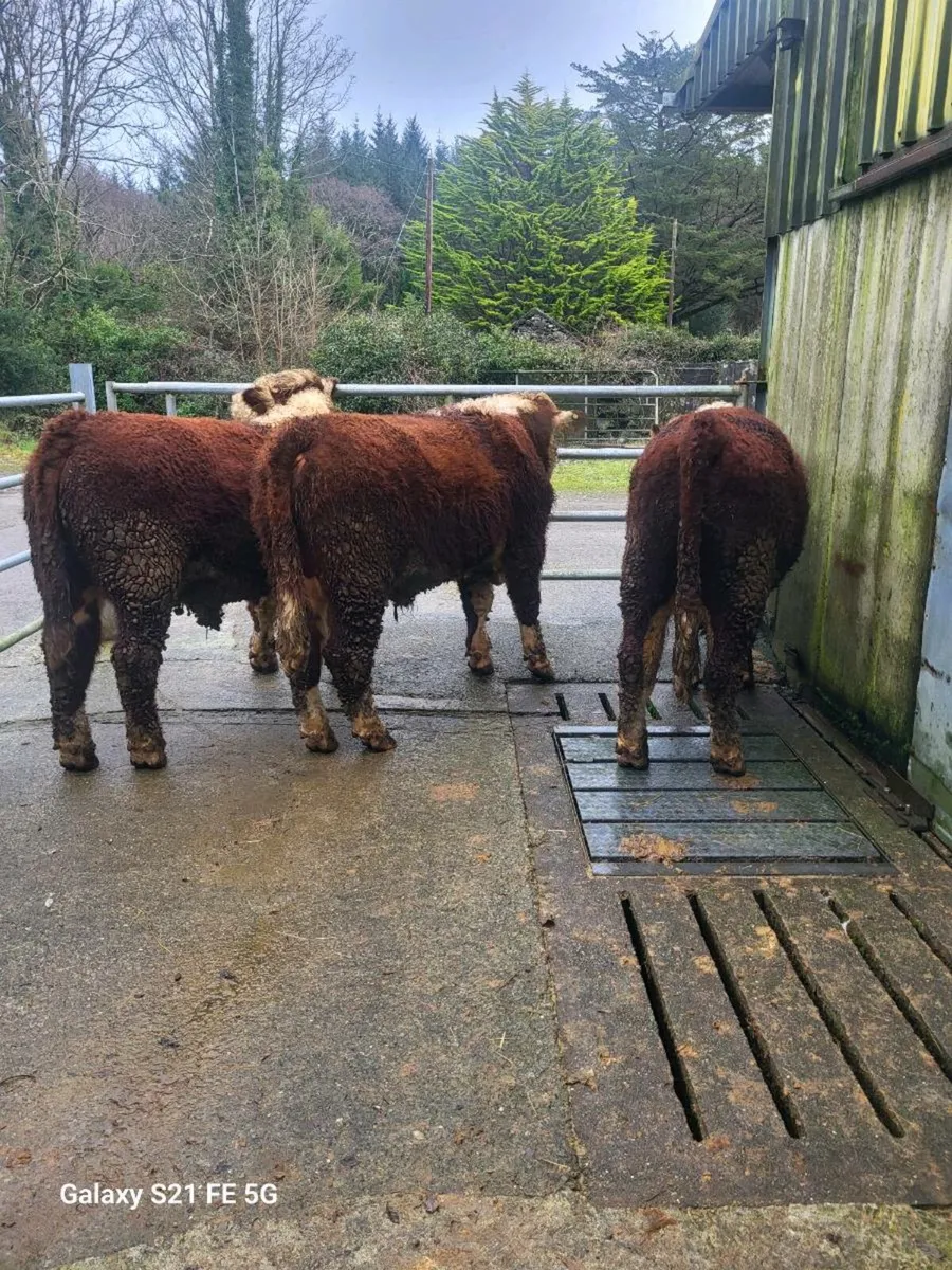 Pbr Hereford Bulls - Image 2