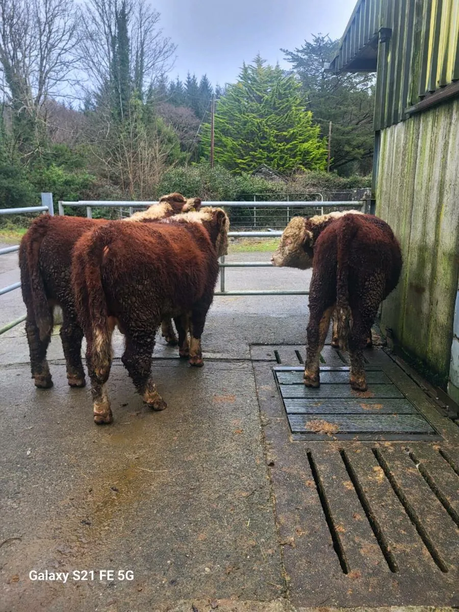 Pbr Hereford Bulls - Image 4