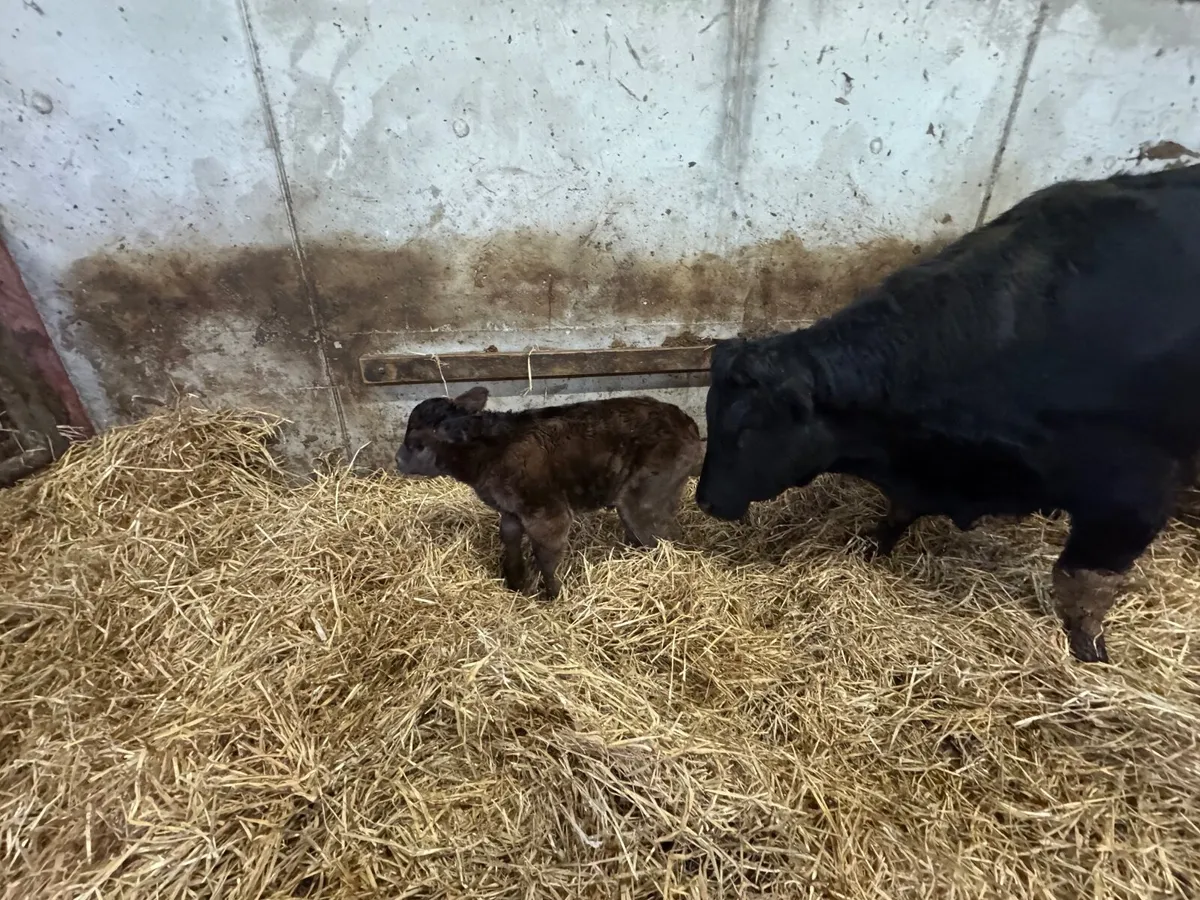 Lim Calf - Image 3