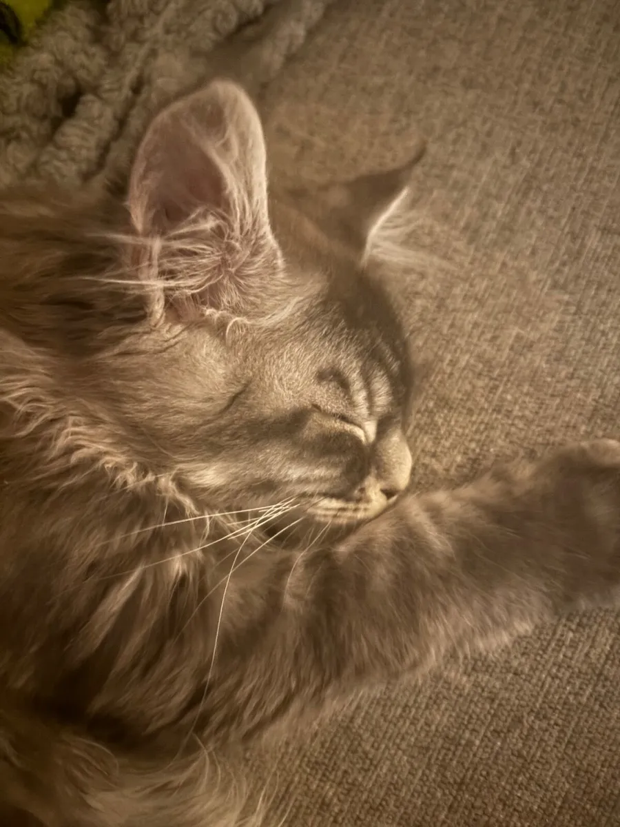 Maine Coon - Image 1
