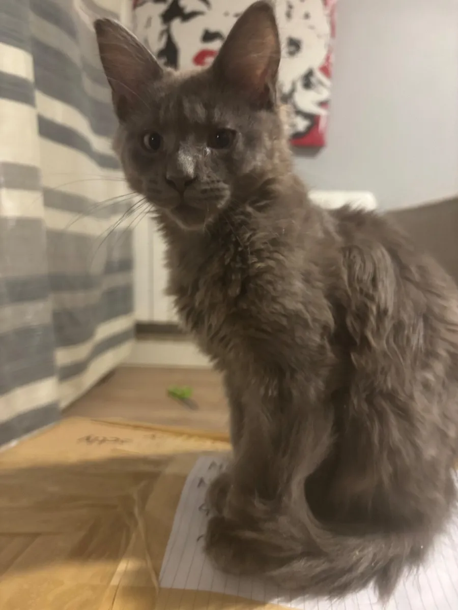 Maine Coon - Image 3