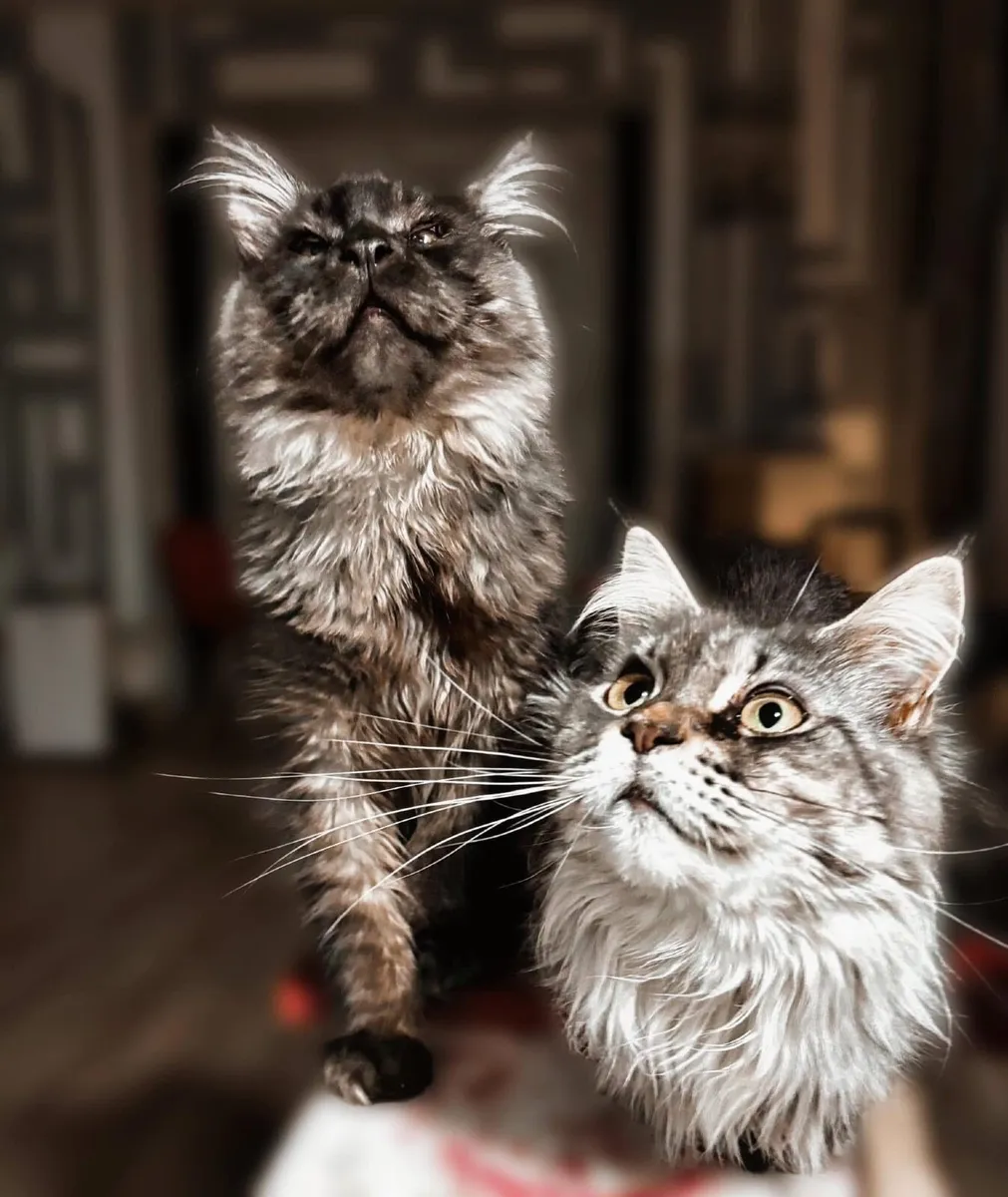 Maine Coon - Image 4