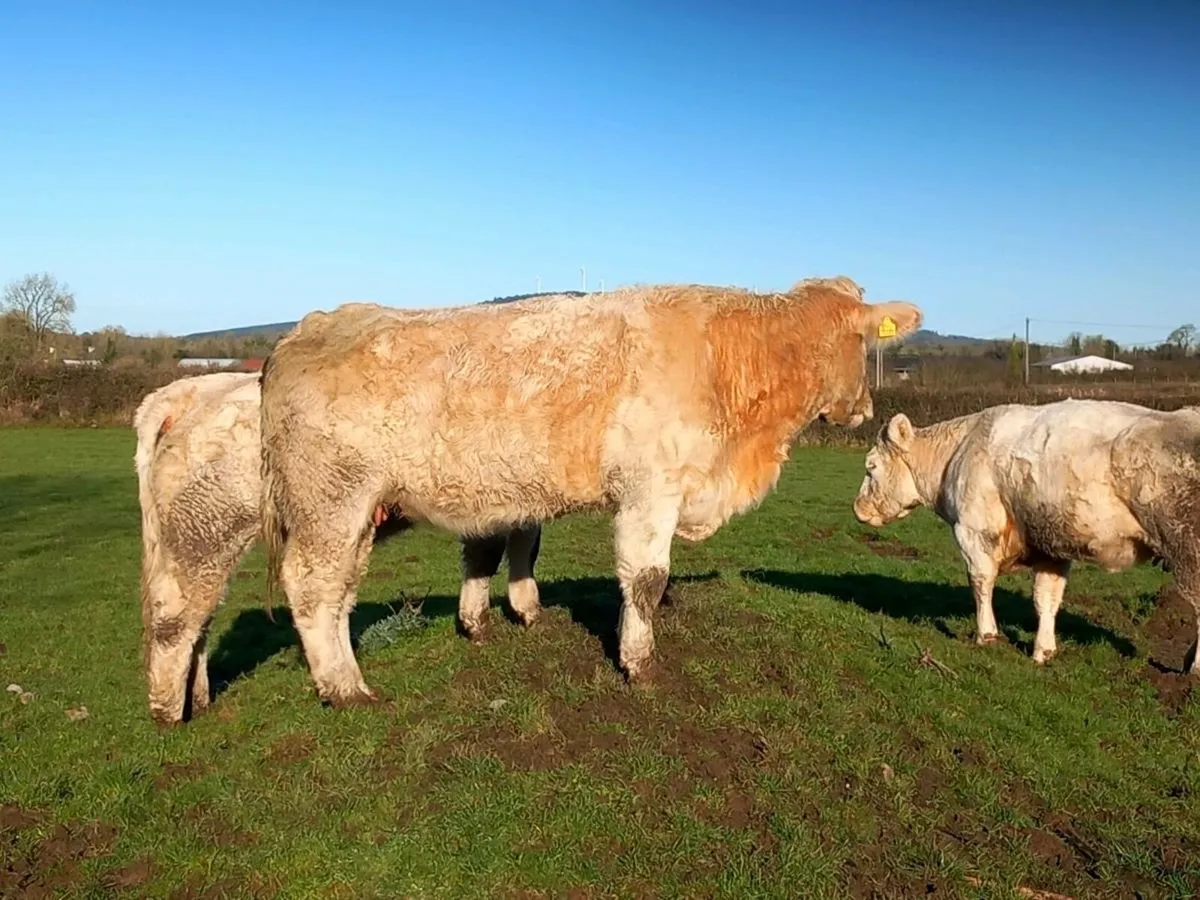 Pbr charolai Jupiter cow & calf - Image 2