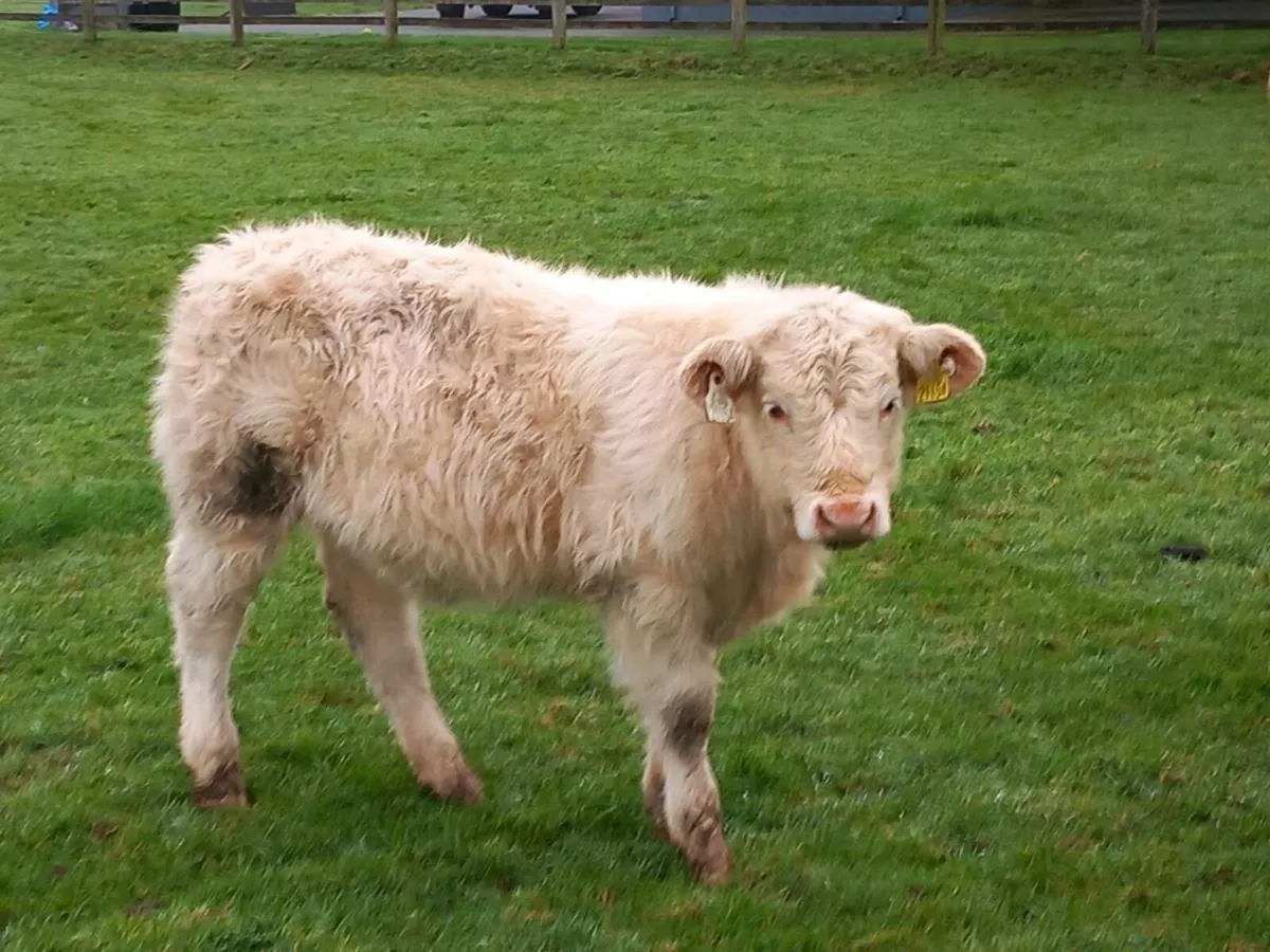 Pbr charolai Jupiter cow & calf - Image 3