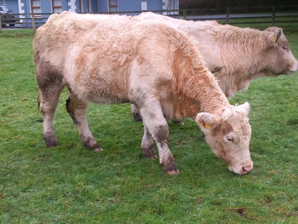 Pbr charolai Jupiter cow & calf - Image 4