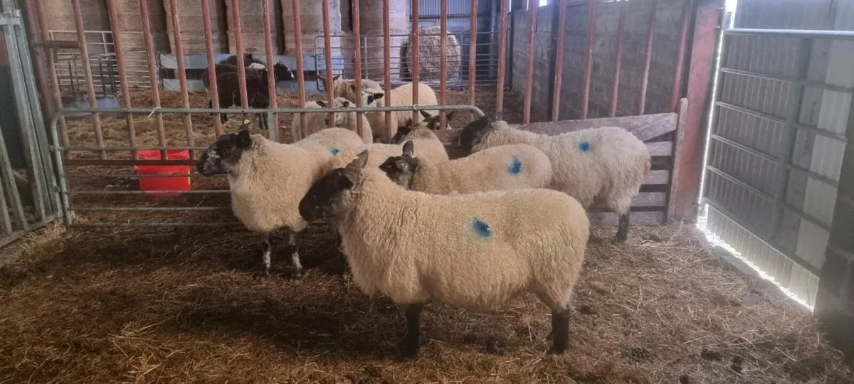 Milford ewes in lamb - Image 1