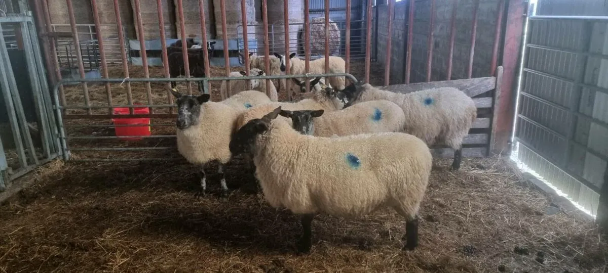 Milford ewes in lamb - Image 2