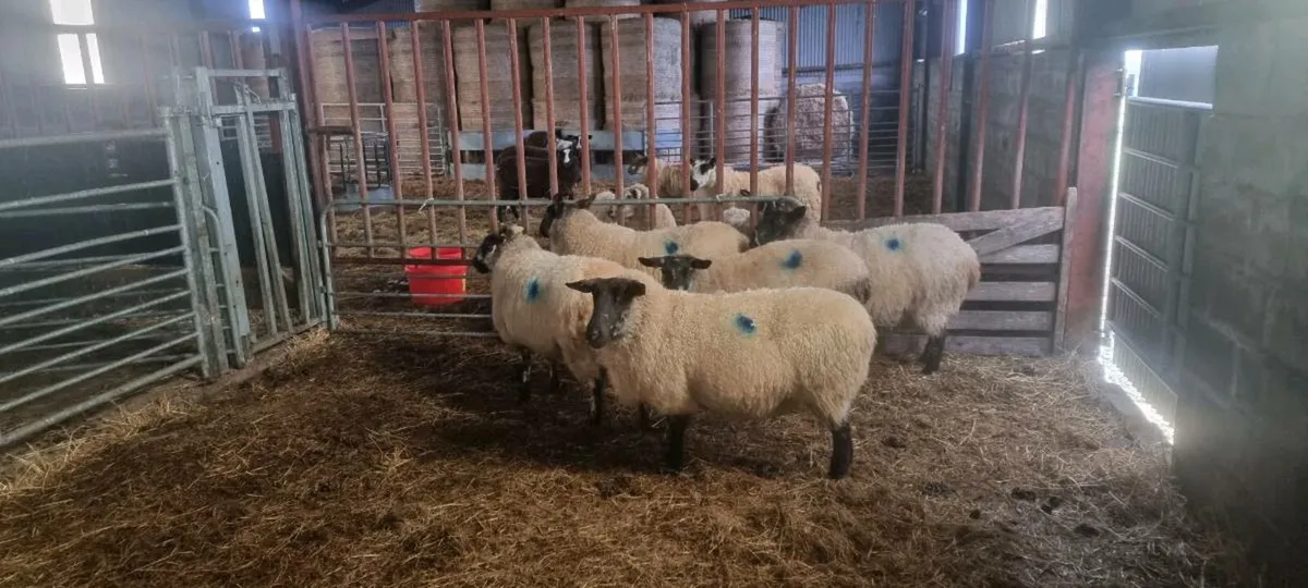 Milford ewes in lamb - Image 3