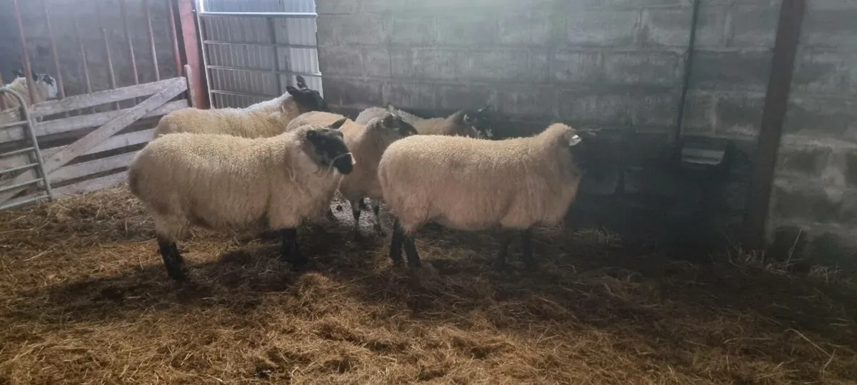 Milford ewes in lamb - Image 4