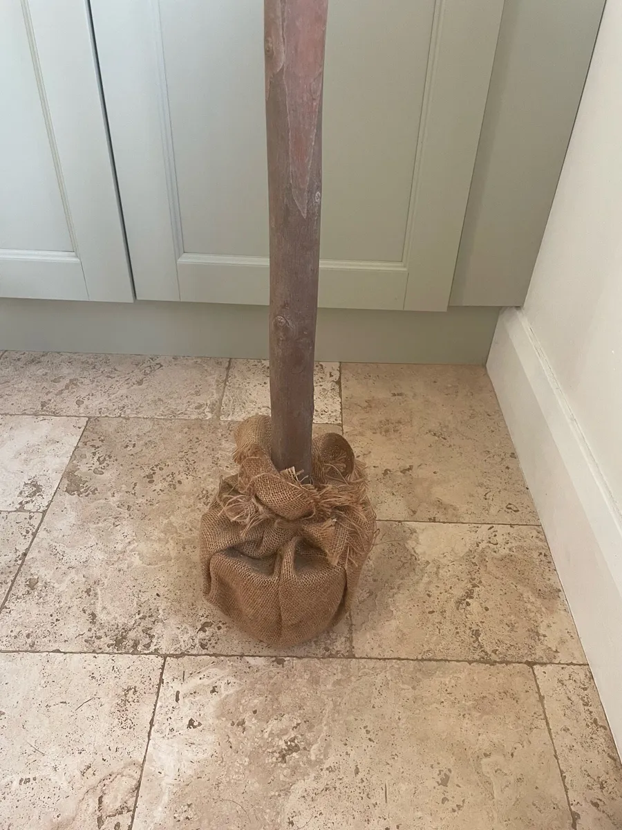 Two Artificial Bay Trees - Image 2