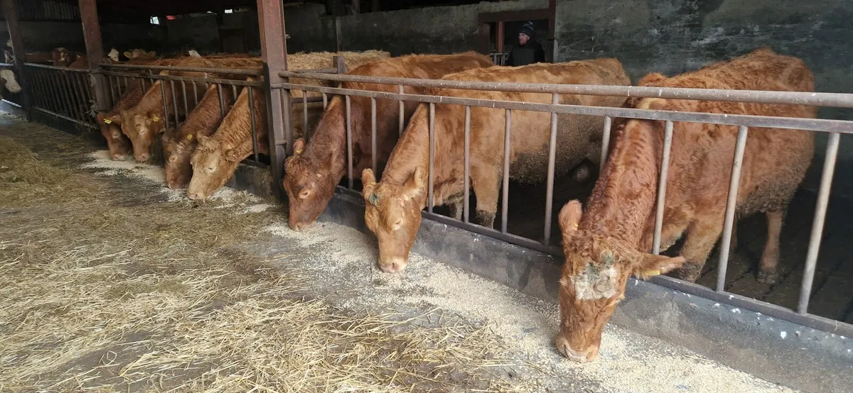 15 In-Calf Suckler Cows - Ballinasloe Mart-Jan 17 - Image 1