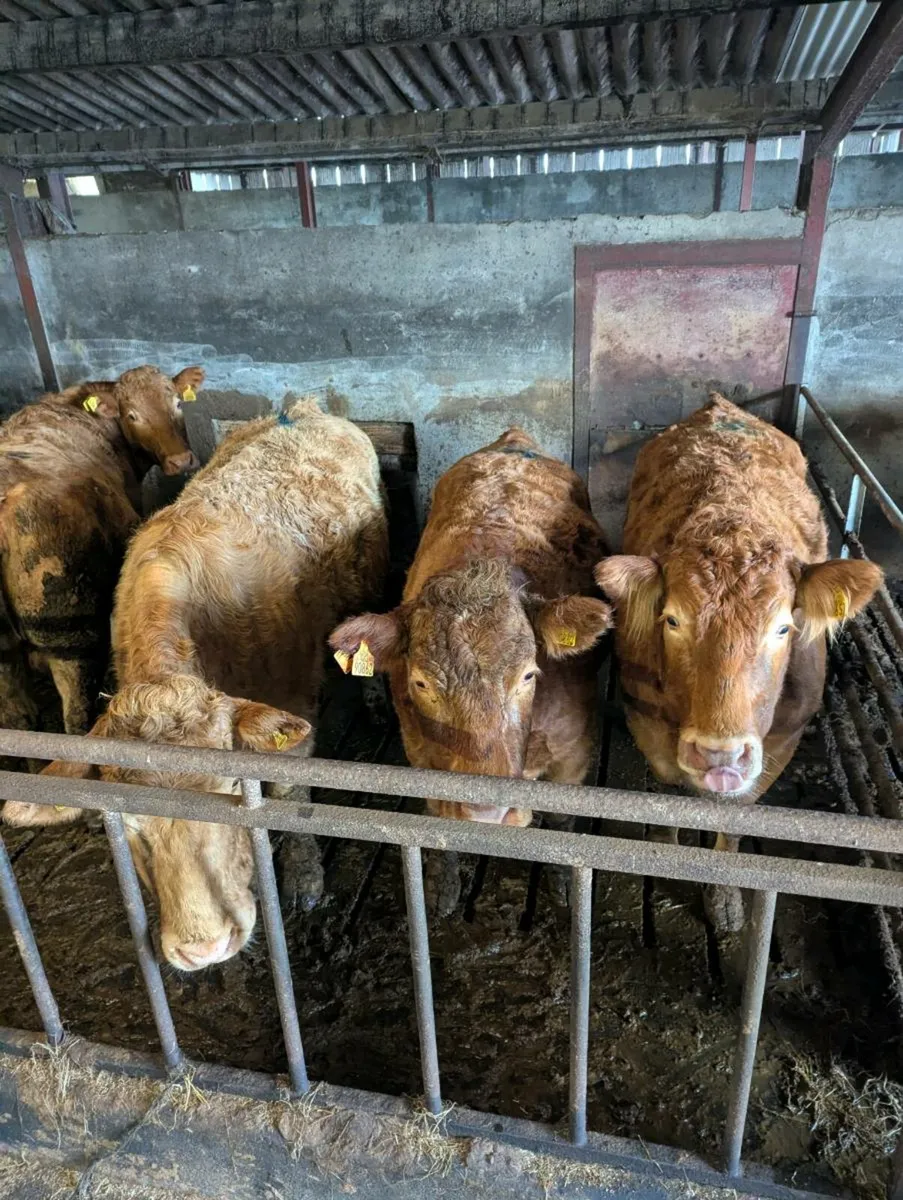 15 In-Calf Suckler Cows - Ballinasloe Mart-Jan 17 - Image 3