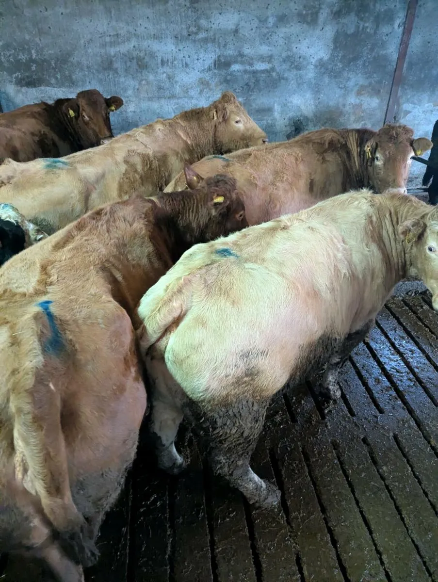 15 In-Calf Suckler Cows - Ballinasloe Mart-Jan 17 - Image 2