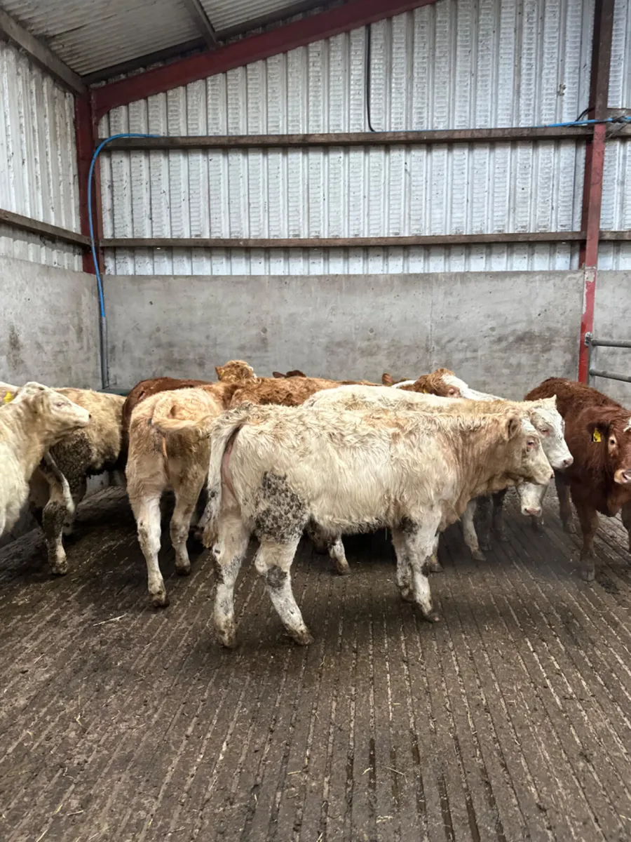 Charolais and lim heifers - Image 2