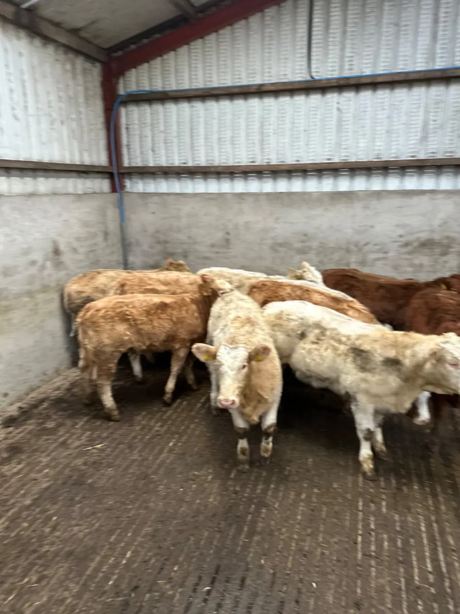 Charolais and lim heifers - Image 3