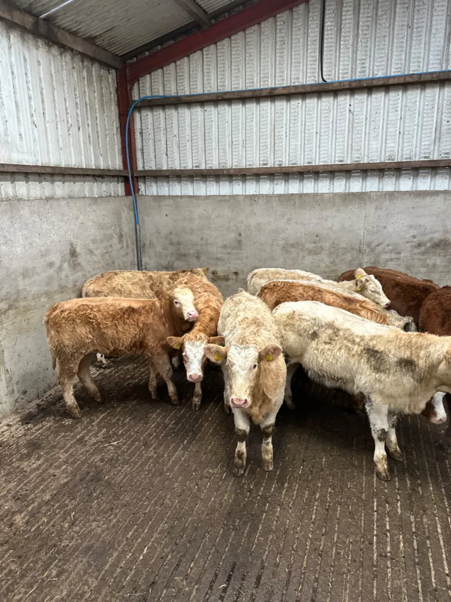 Charolais and lim heifers - Image 4