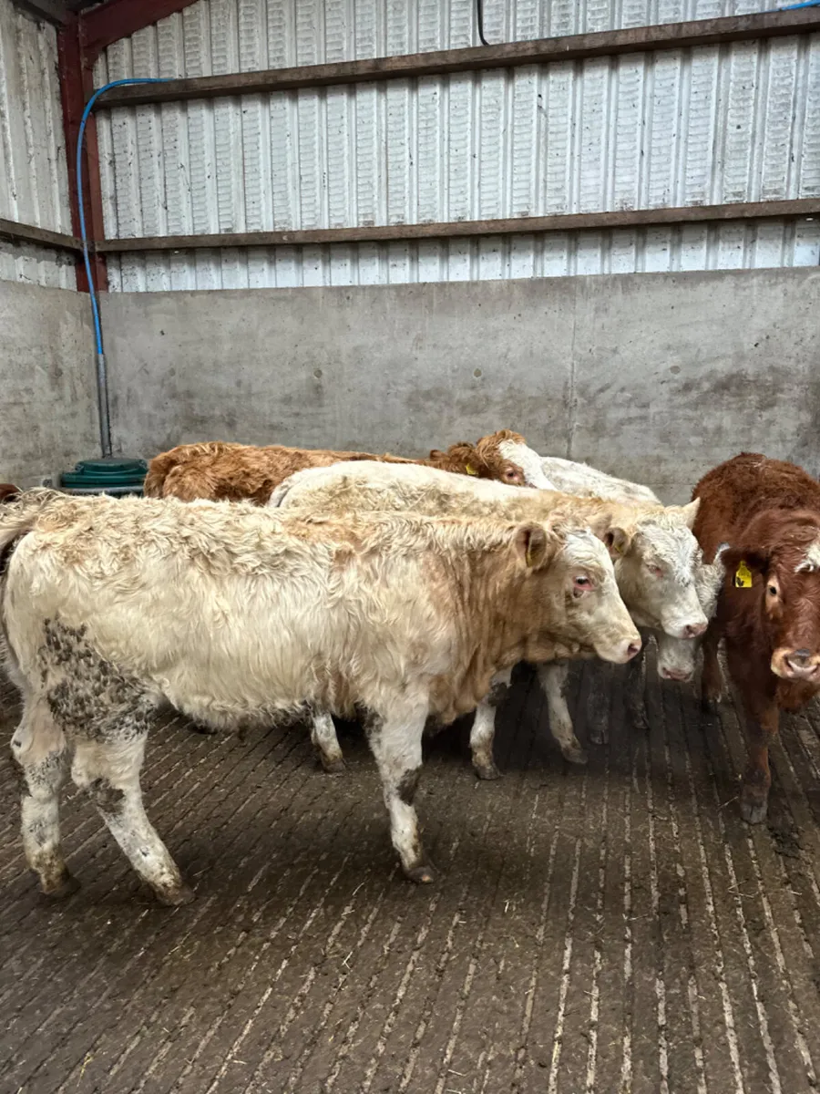 Charolais and lim heifers - Image 1