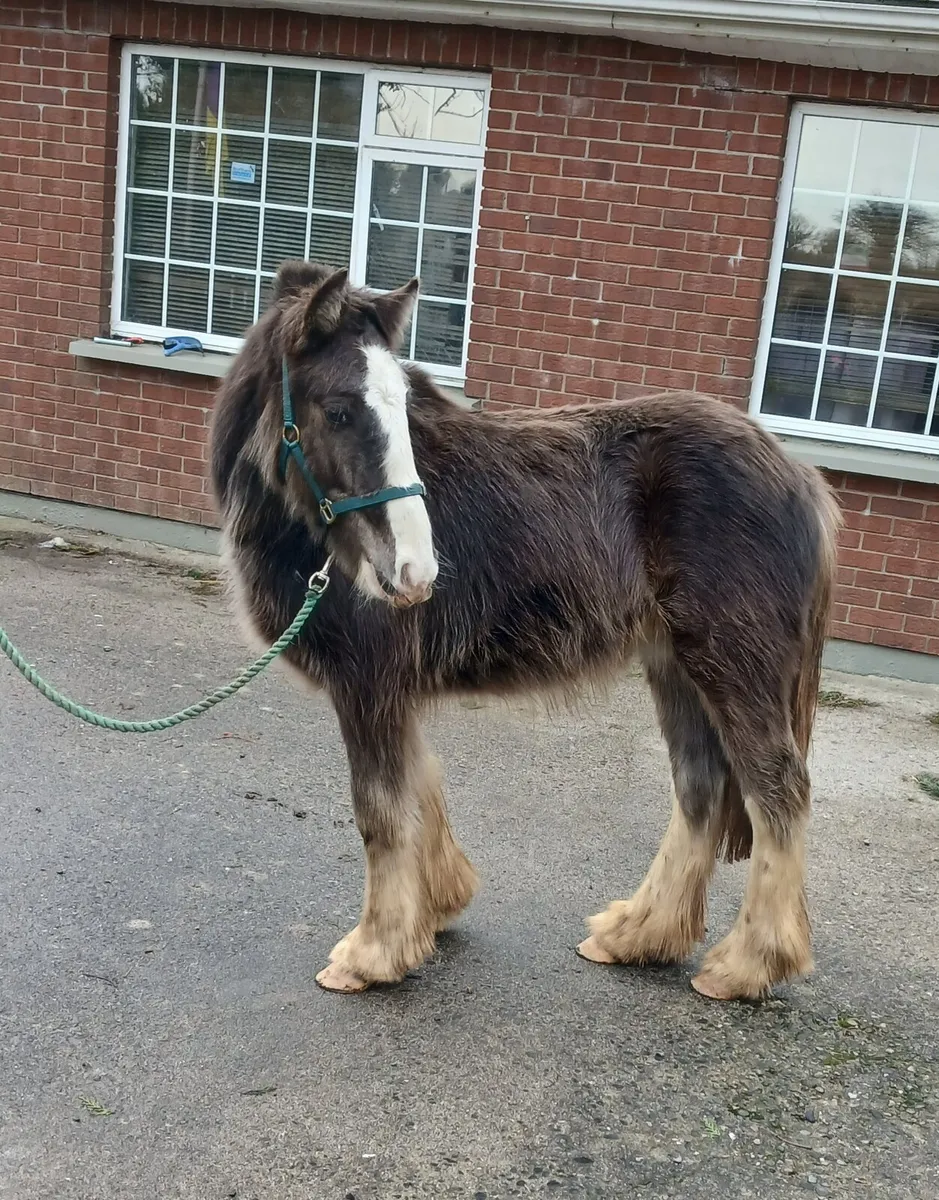 Mikey, silver dapple colt - Image 2