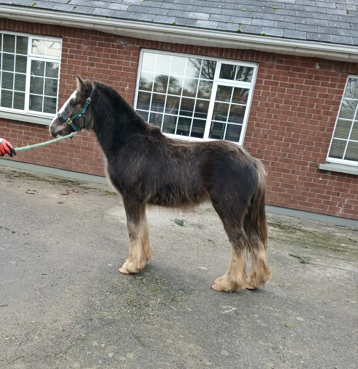 Mikey, silver dapple colt - Image 3