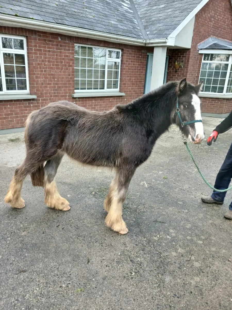 Mikey, silver dapple colt - Image 4