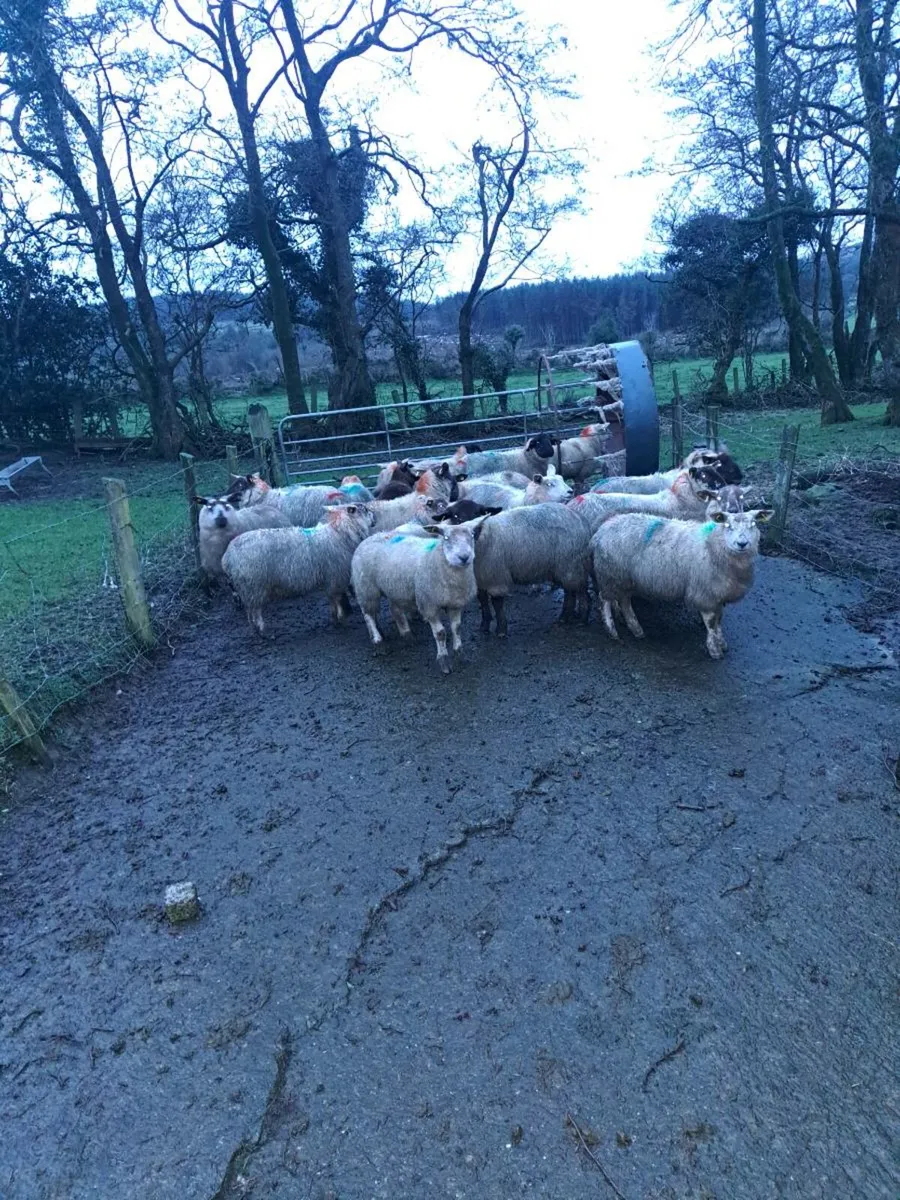 Sheep - Image 1