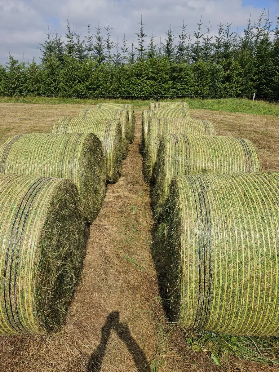 Silage - Image 3