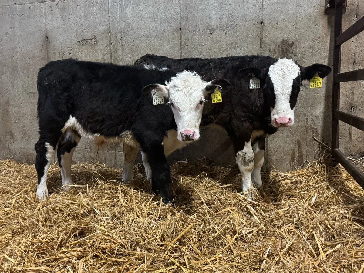 Weaned Calves Carlow Mart *Monday 12th* - Image 1