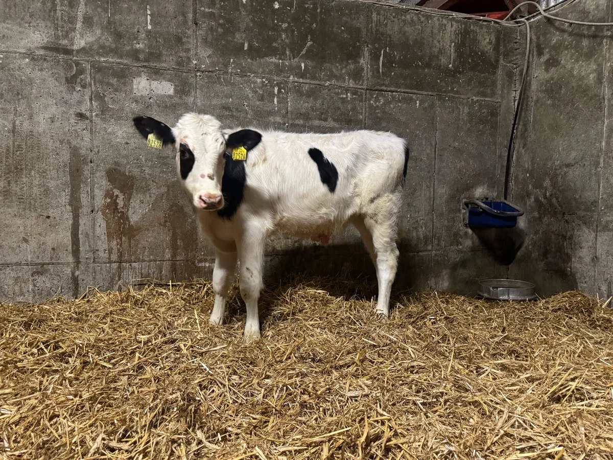Weaned Calves Carlow Mart *Monday 12th* - Image 2