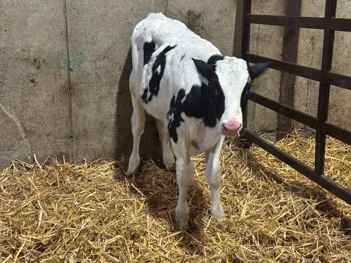 Weaned Calves Carlow Mart *Monday 12th* - Image 4