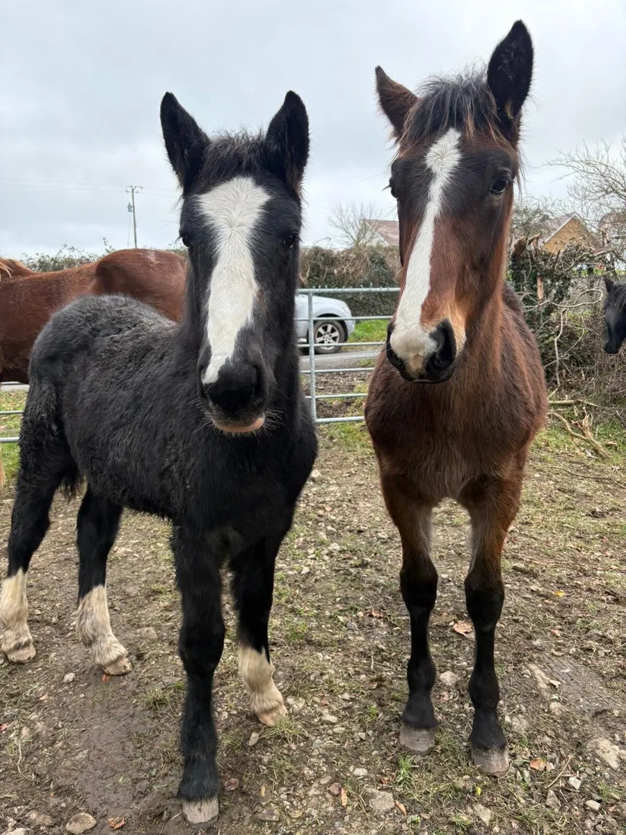 RID Colt Foal - Image 1