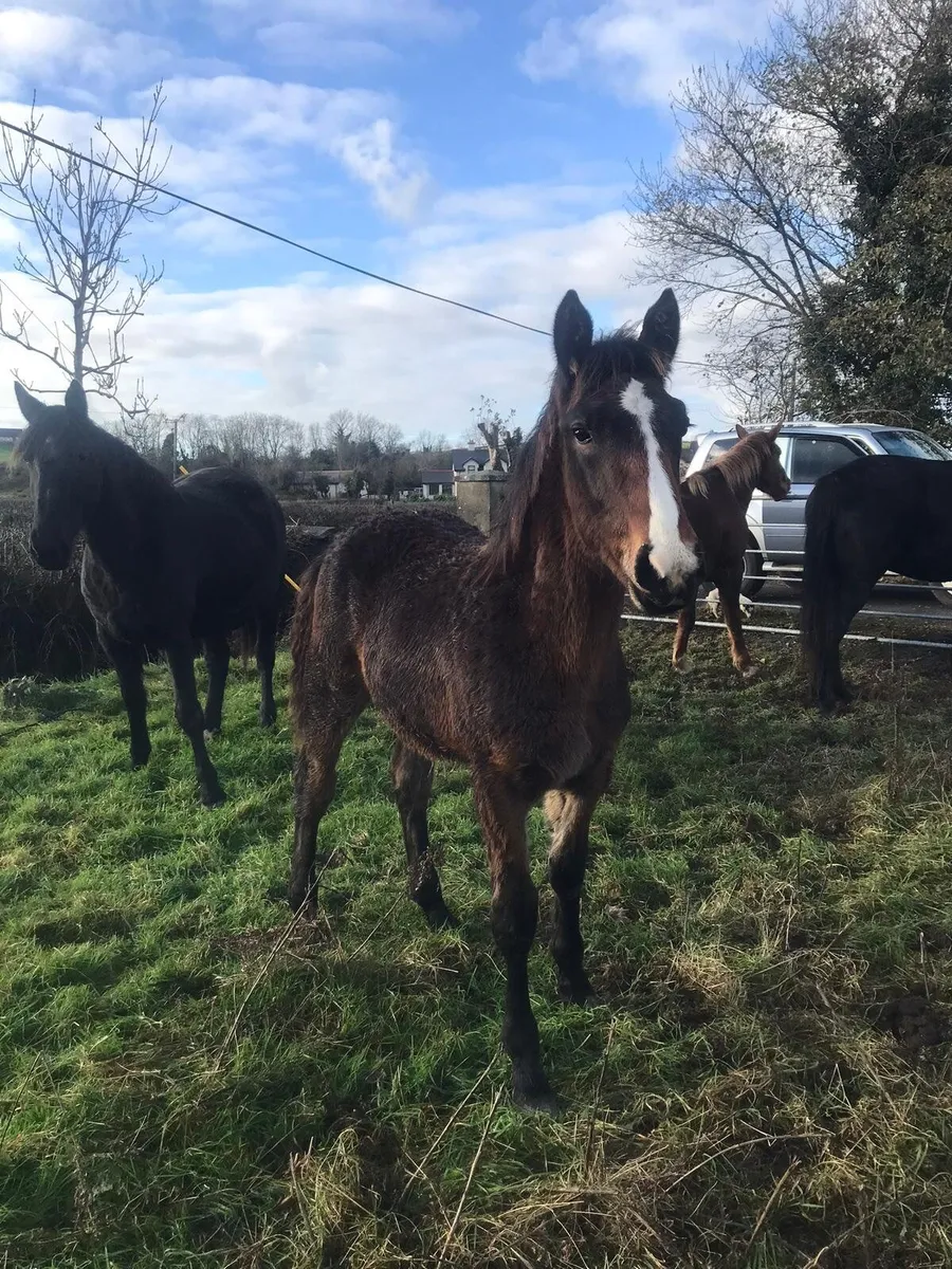 RID Colt Foal - Image 2