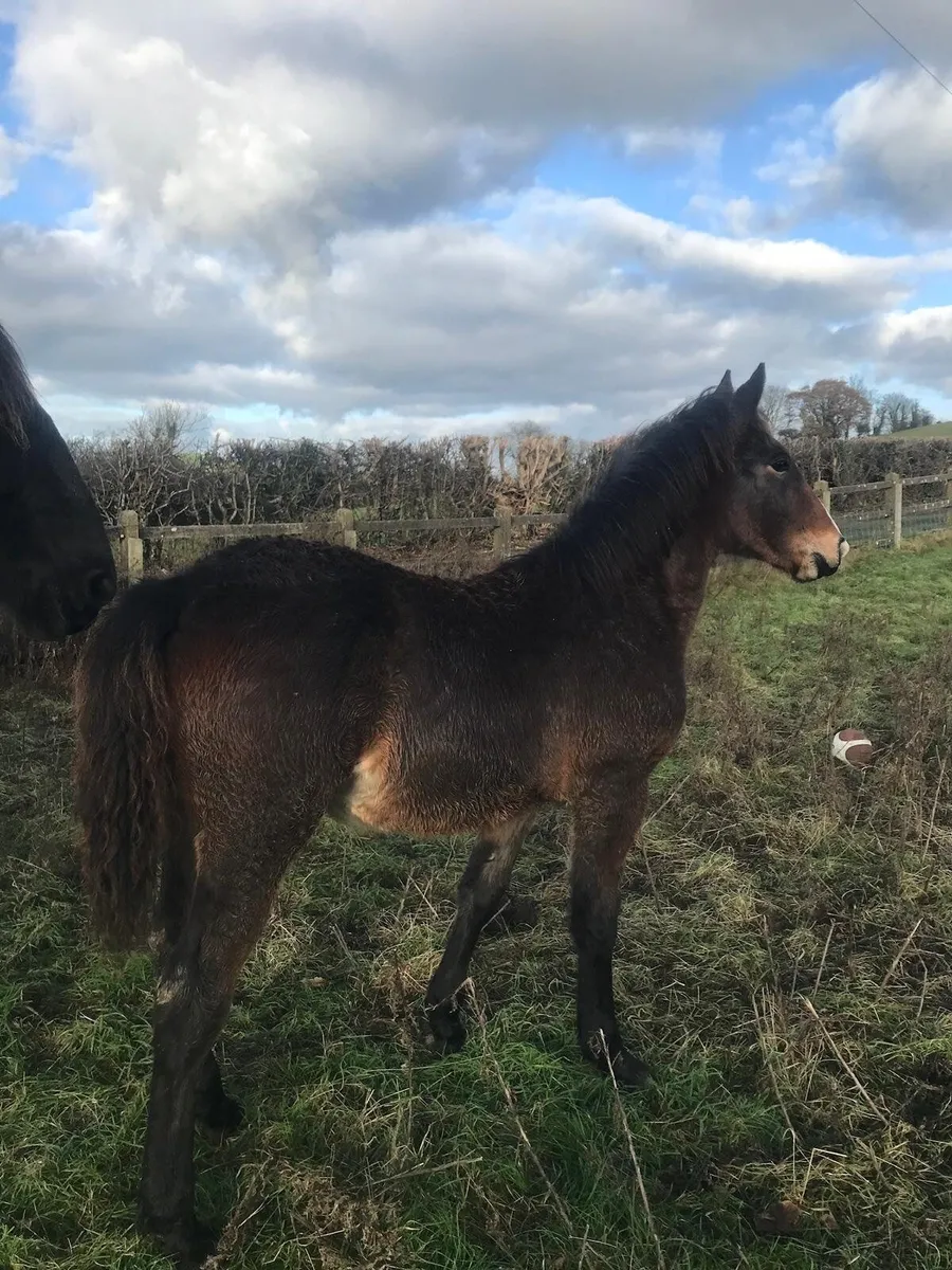 RID Colt Foal - Image 3