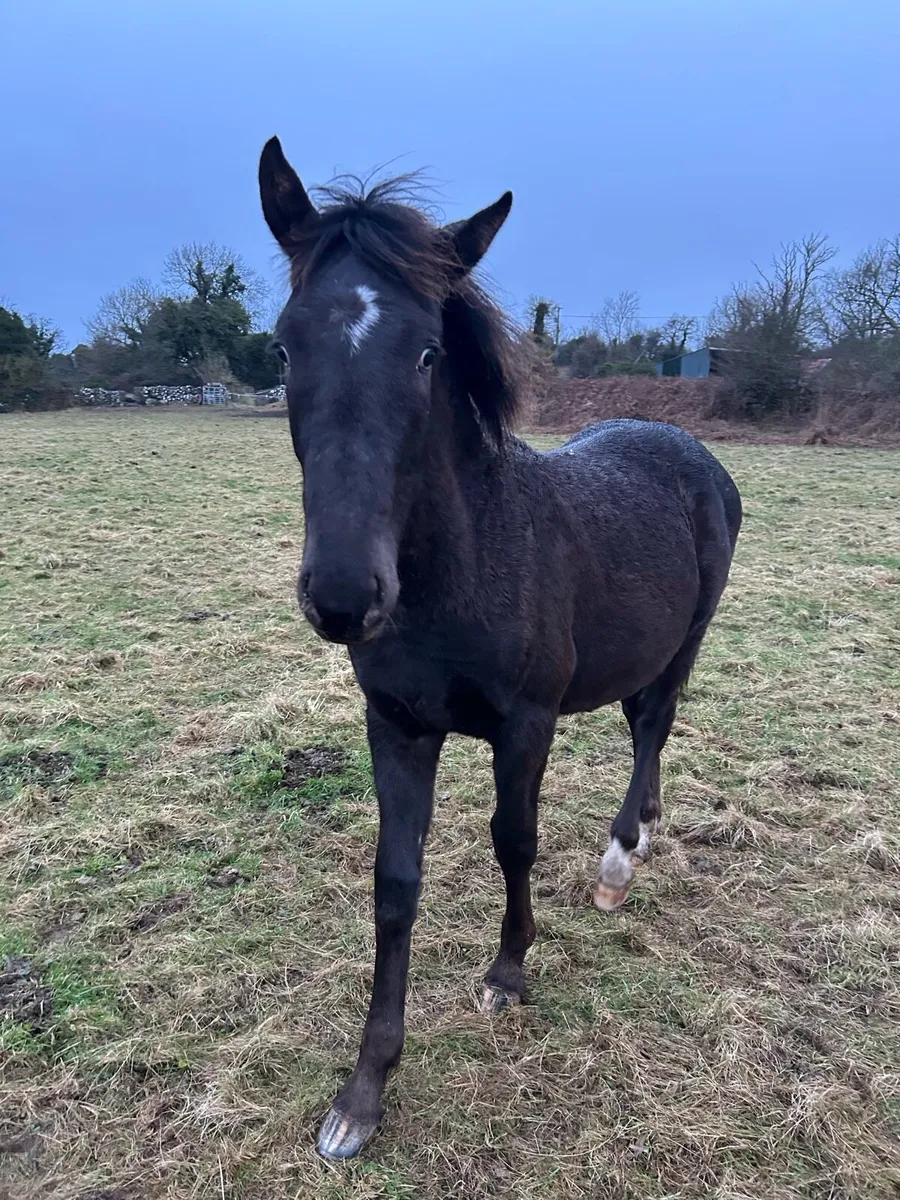 Cob colt foal - Image 3