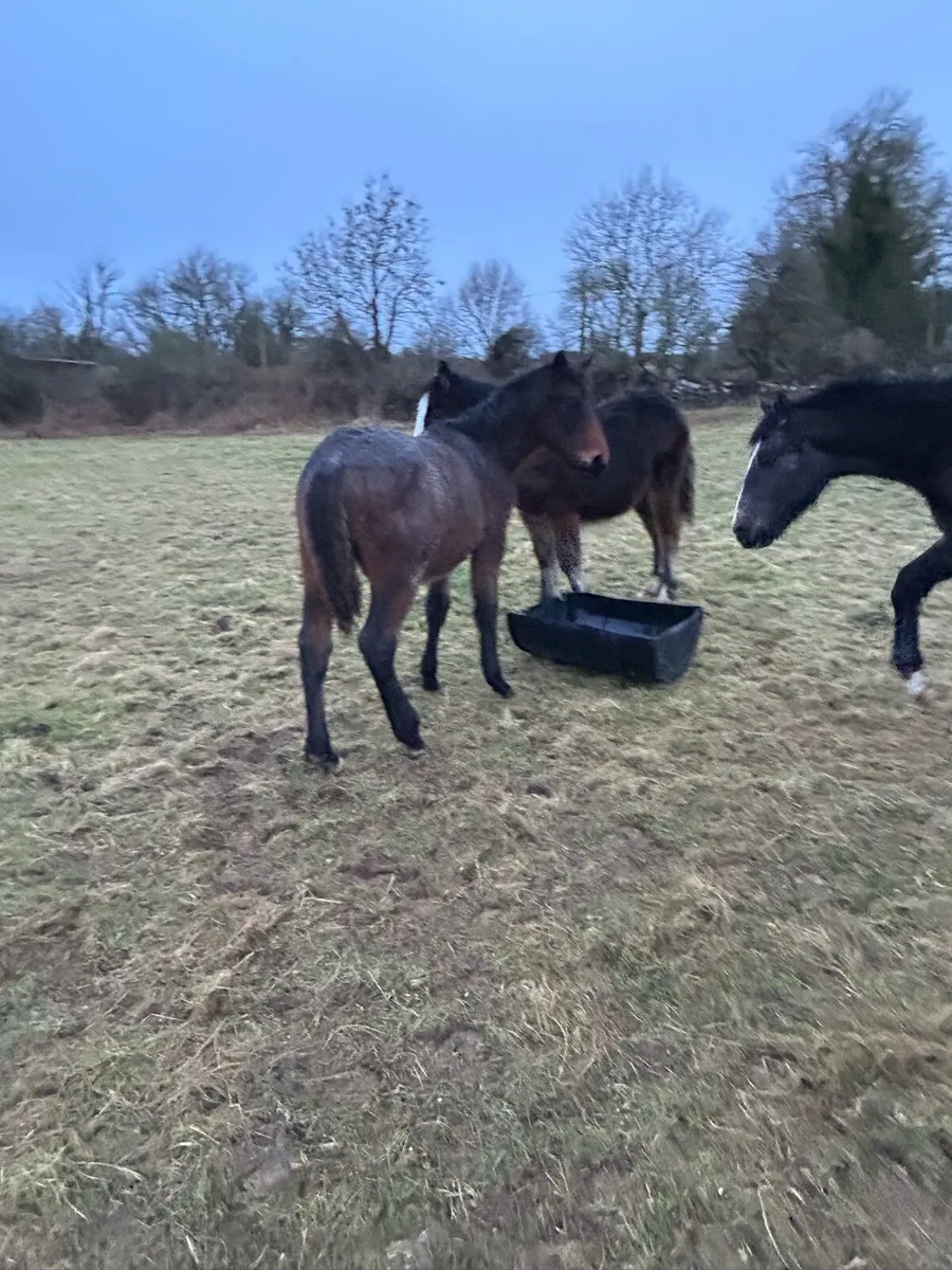 Cob colt foal - Image 4