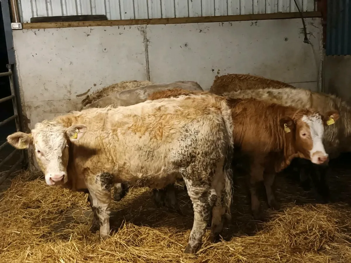 6 CHAROLAIS HEIFERS FOR SALE - Image 4