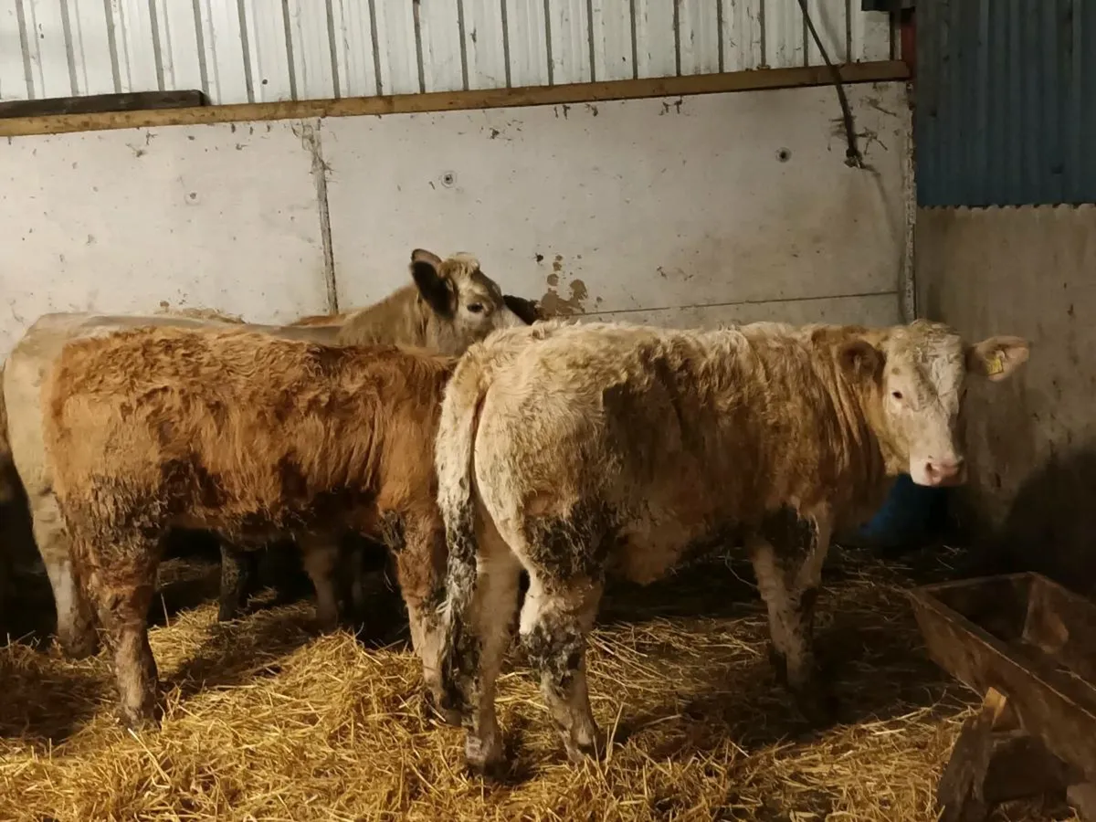 6 CHAROLAIS HEIFERS FOR SALE - Image 2