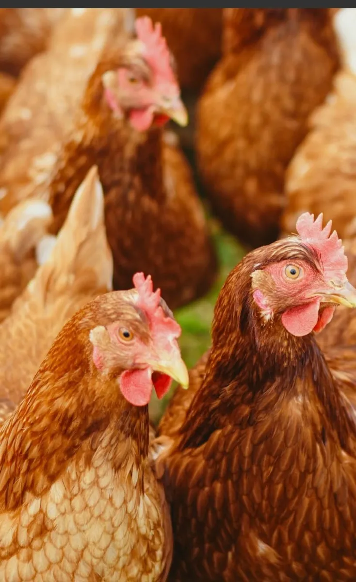 Hens - Image 2