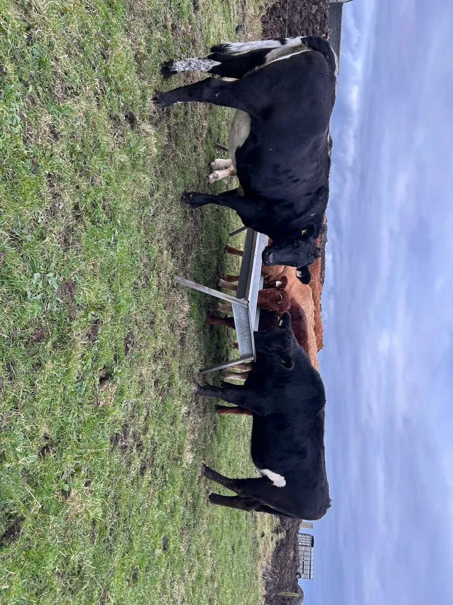 Organic springer - Image 2