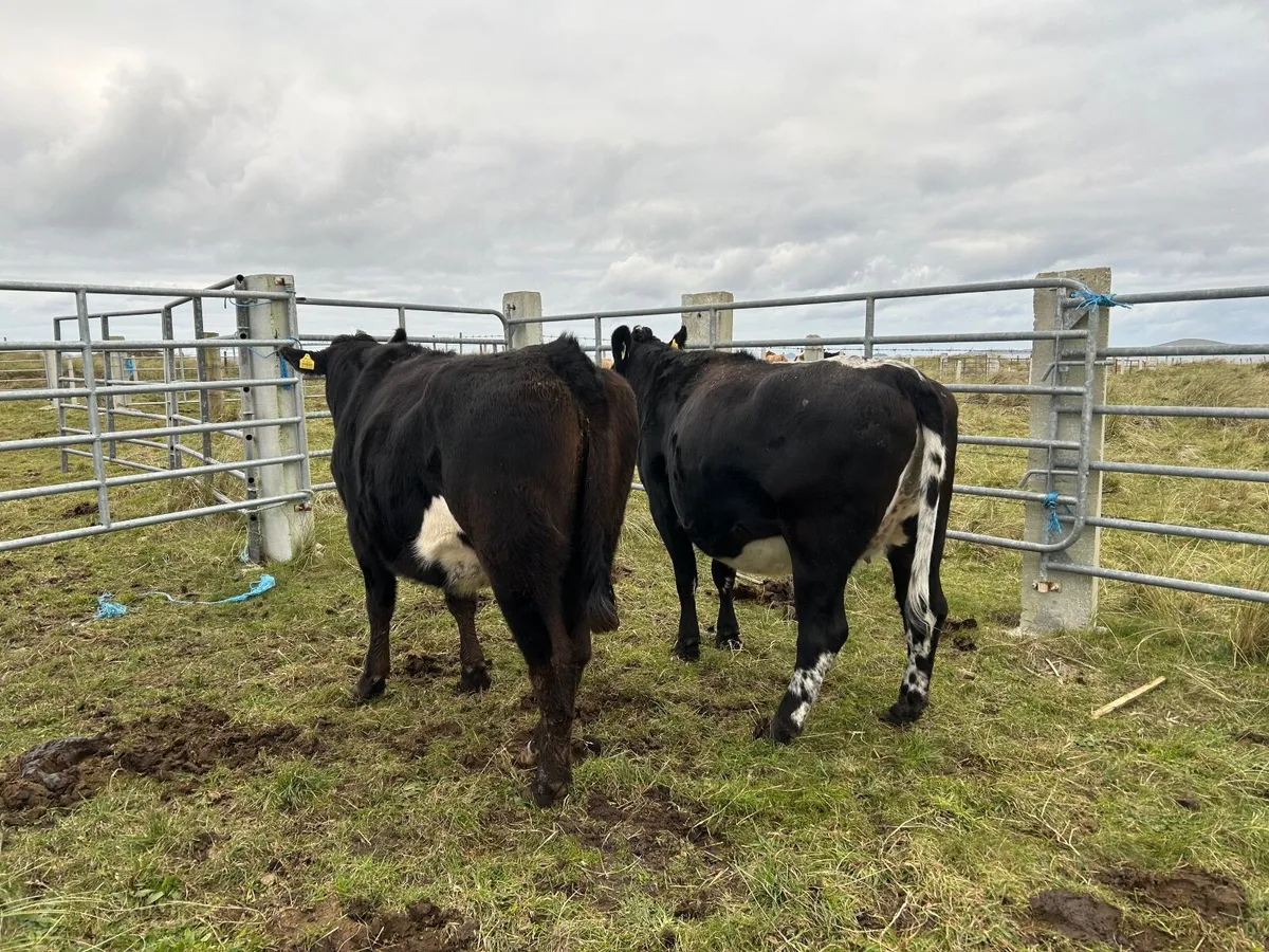 Organic springer - Image 4