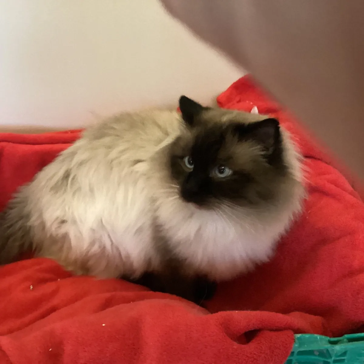 GCCF Ragdoll at stud - Image 2