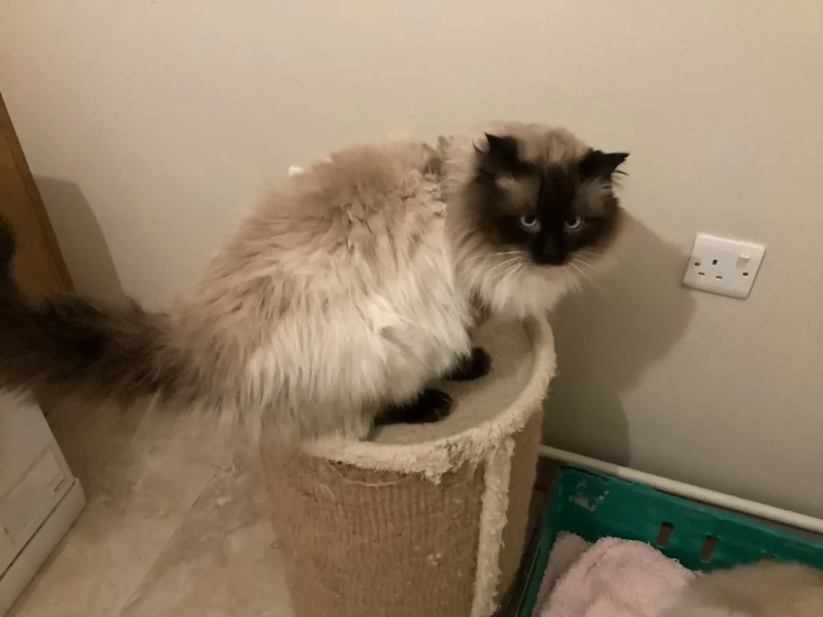 GCCF Ragdoll at stud - Image 3