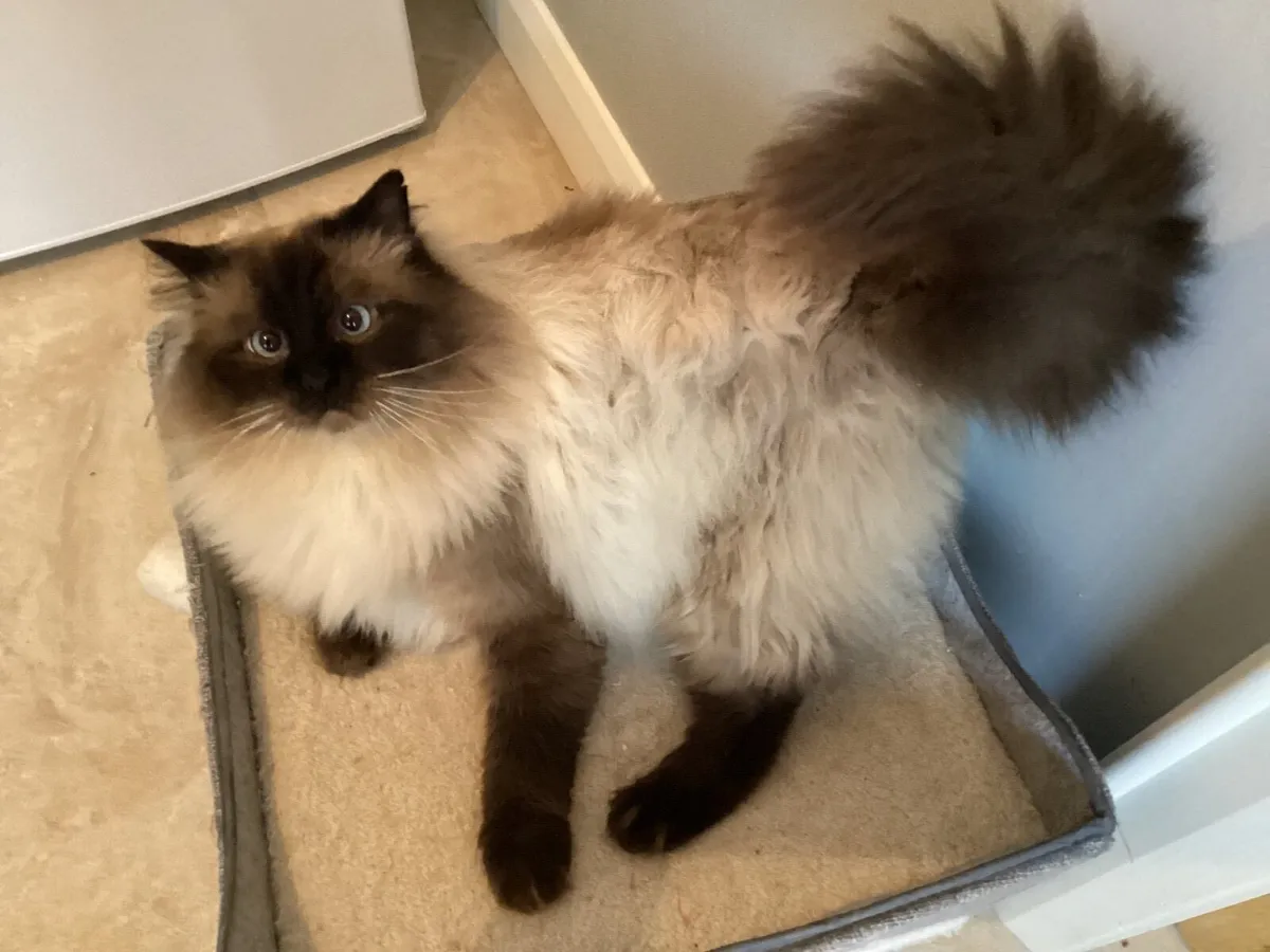 GCCF Ragdoll at stud - Image 1