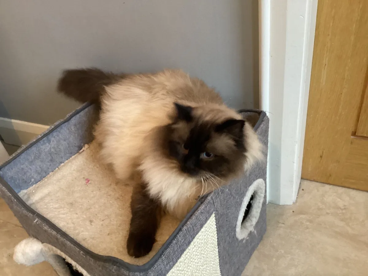 GCCF Ragdoll at stud - Image 4