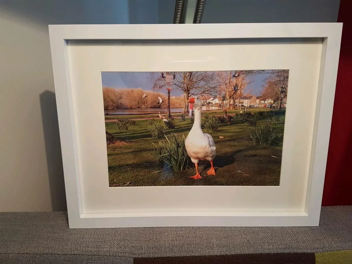 The Lough, Cork - Image 2