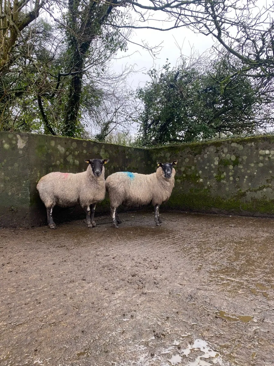 Sheep with triplets - Image 1