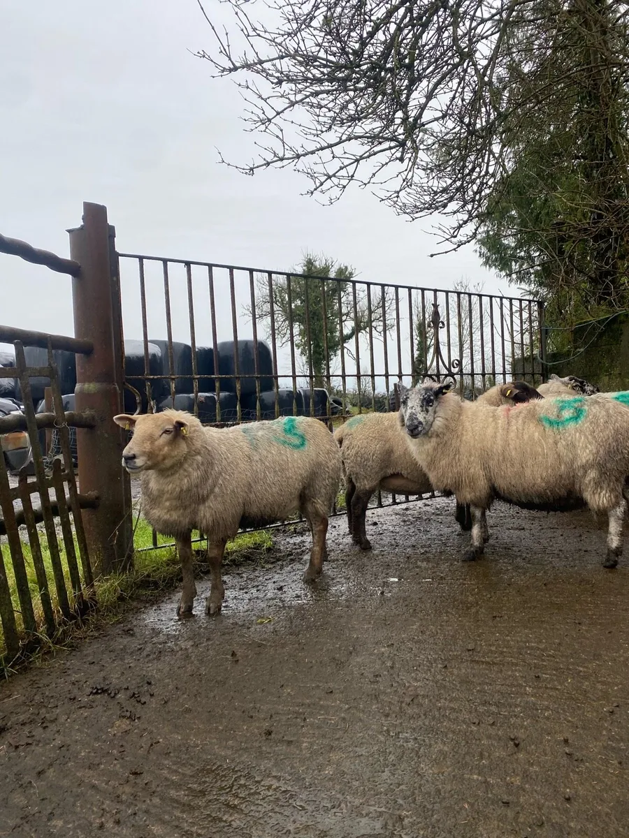 Sheep with triplets - Image 2