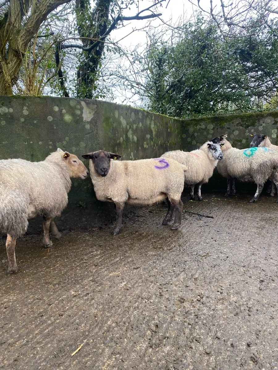 Sheep with triplets - Image 3