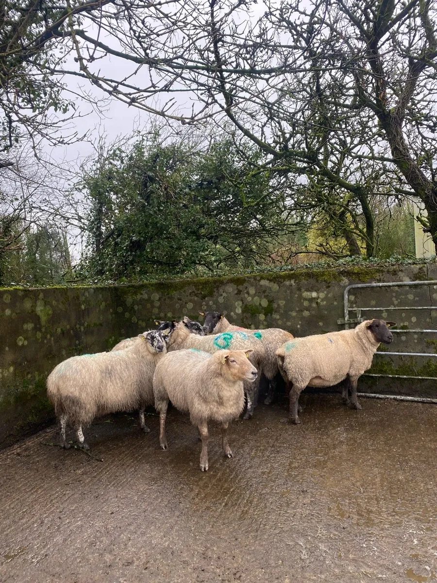 Sheep with triplets - Image 4