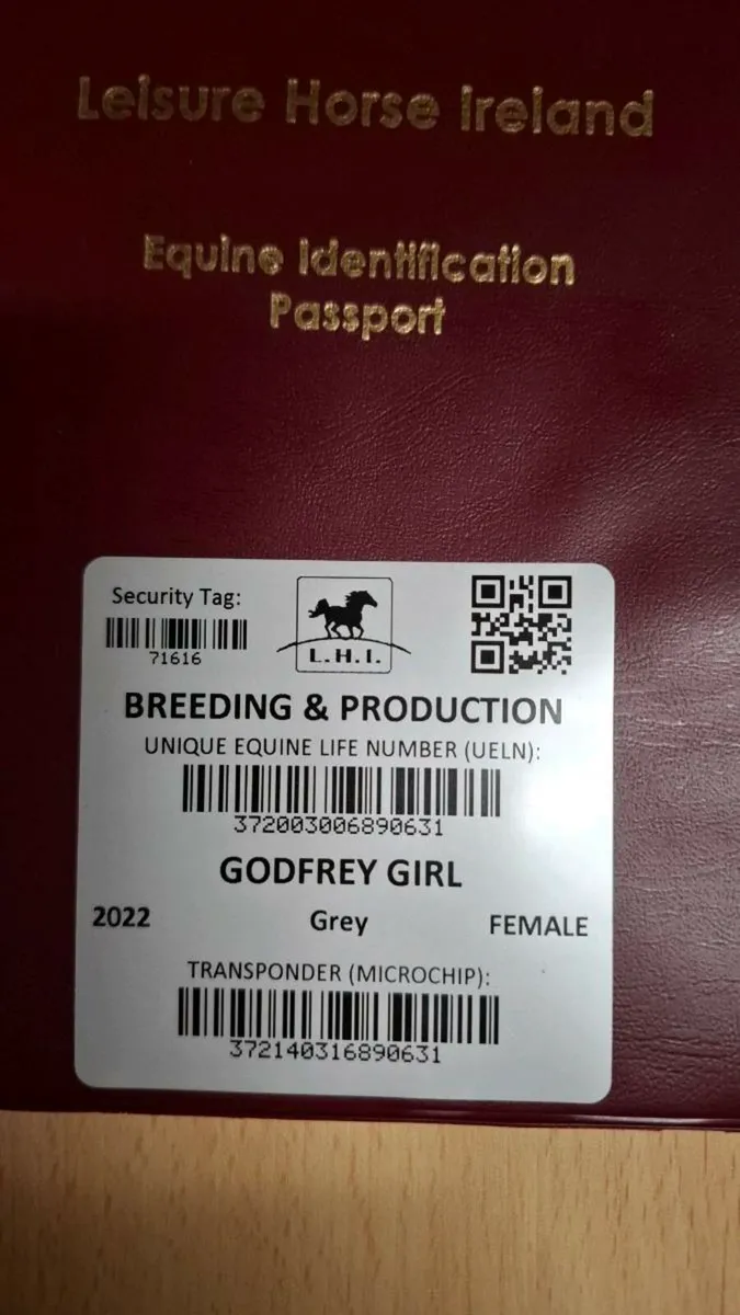 Cob for sale - Image 4